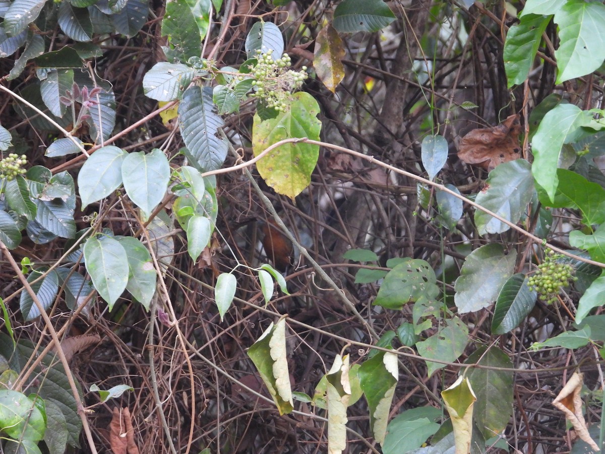 Blackish Antbird - ML626793856