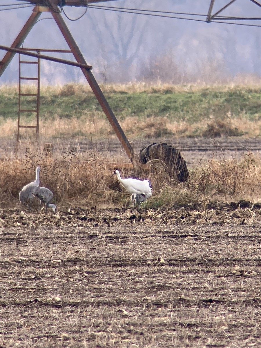 Whooping Crane - ML626793857