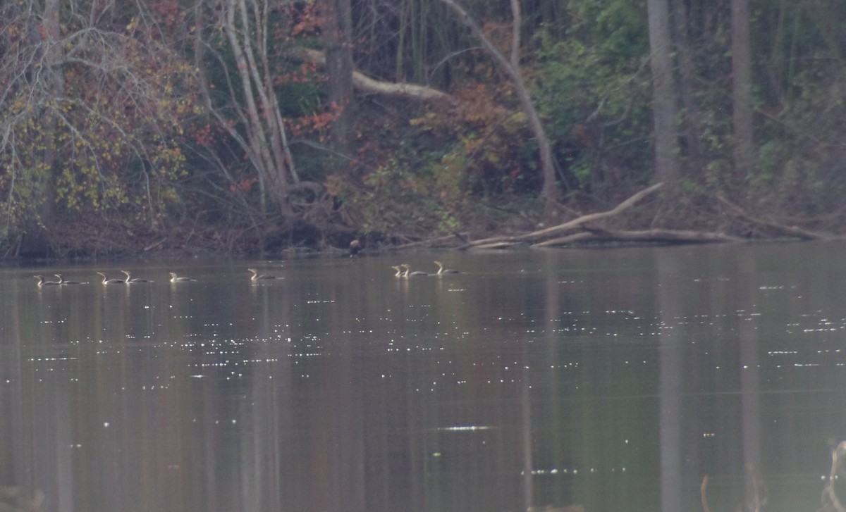 Double-crested Cormorant - ML626793862