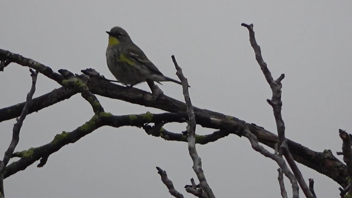 Yellow-rumped Warbler - ML626793864