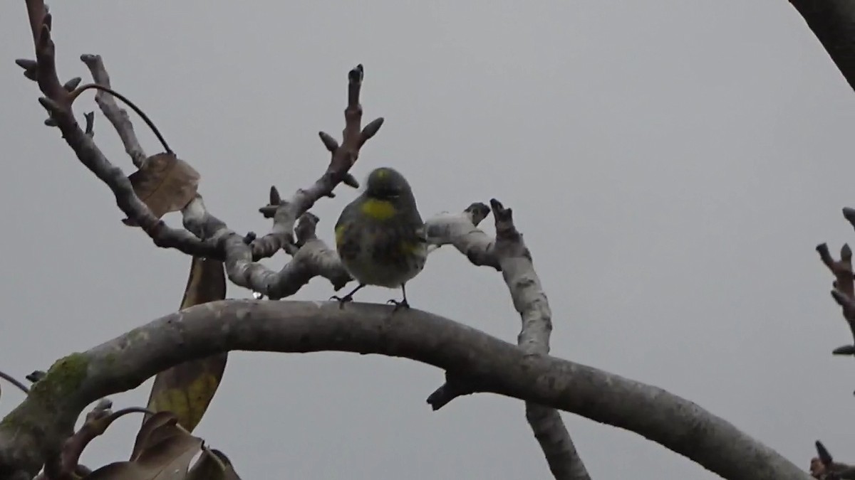 Yellow-rumped Warbler - ML626793865