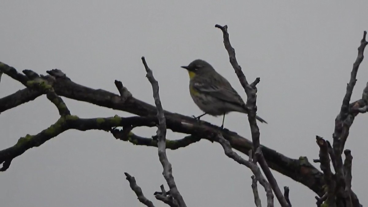 Yellow-rumped Warbler - ML626793866