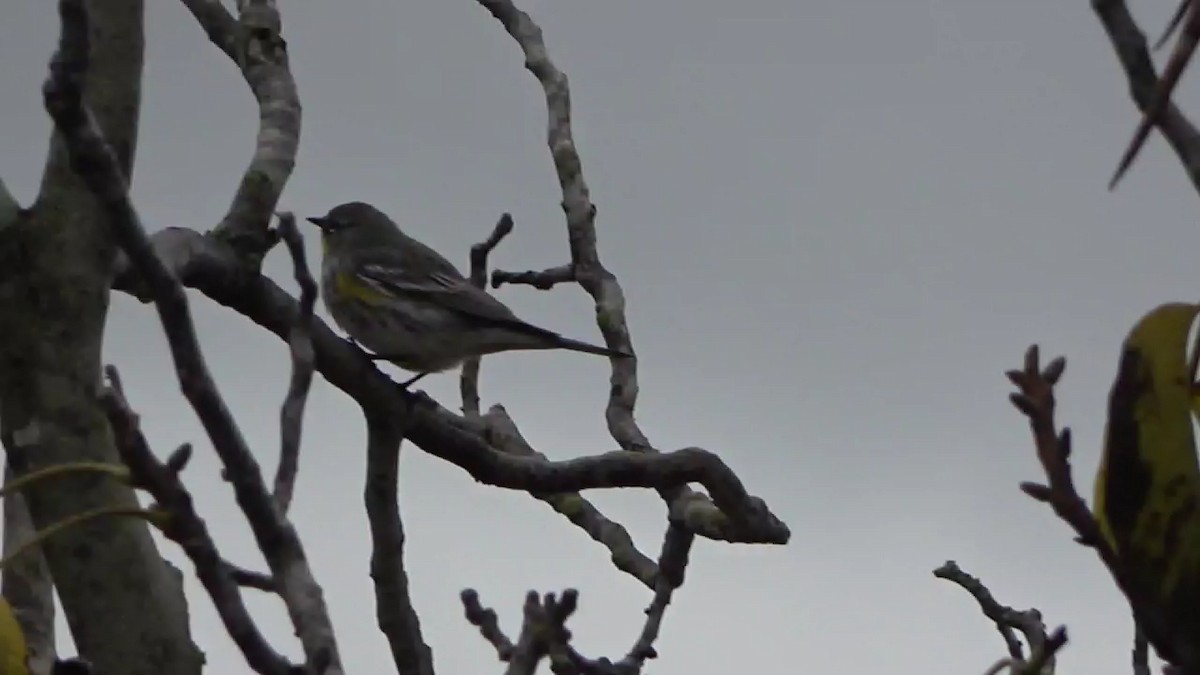 Yellow-rumped Warbler - ML626793867