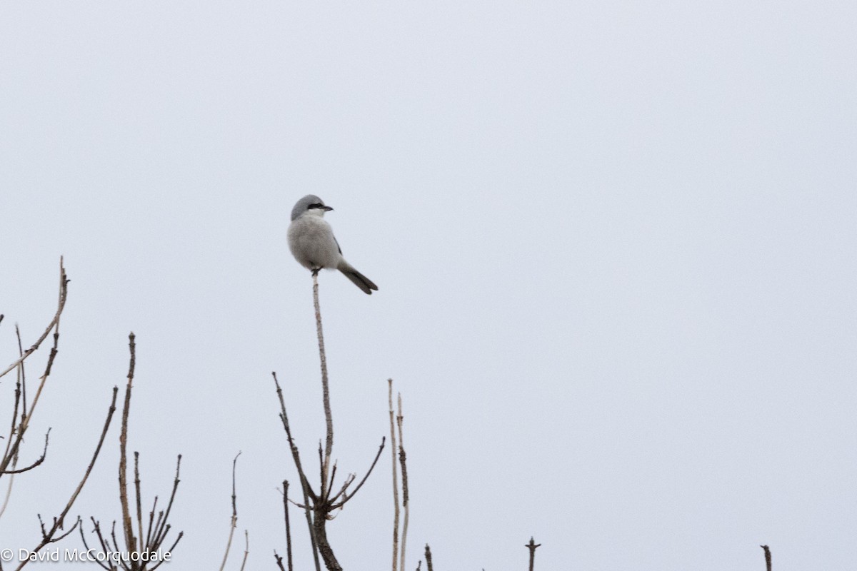 Northern Shrike - ML626793868