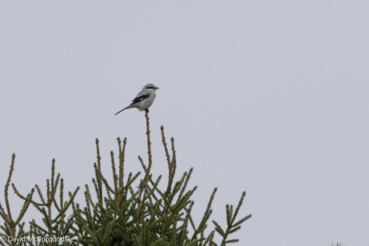 Northern Shrike - ML626793869