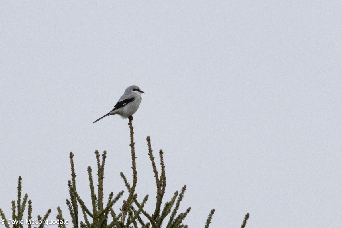 Northern Shrike - ML626793870