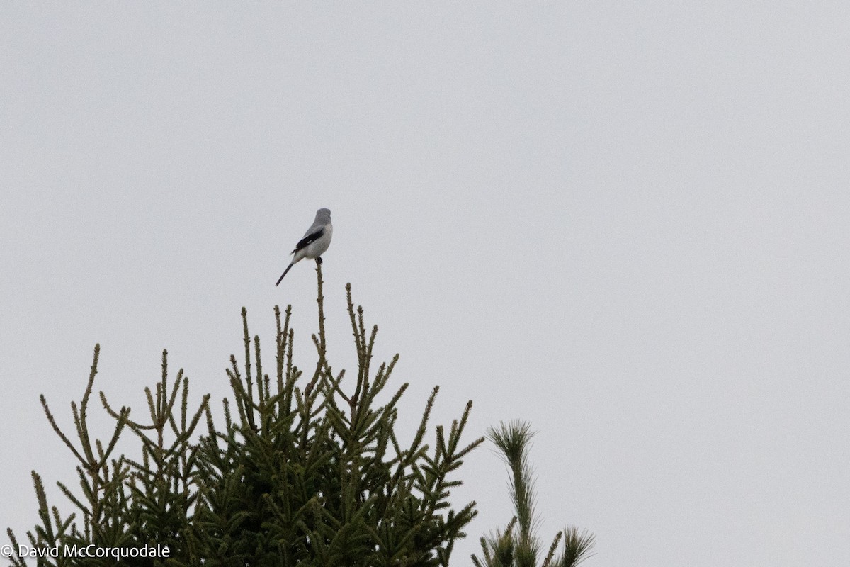 Northern Shrike - ML626793871