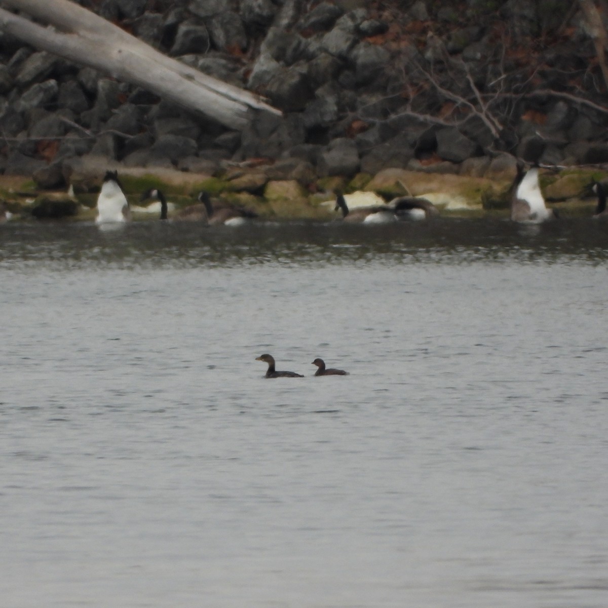 Pied-billed Grebe - ML626793881