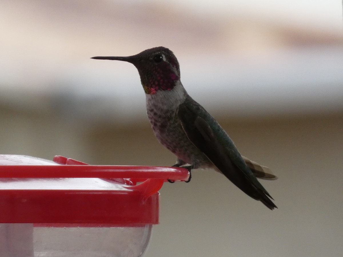 Anna's Hummingbird - ML626793884