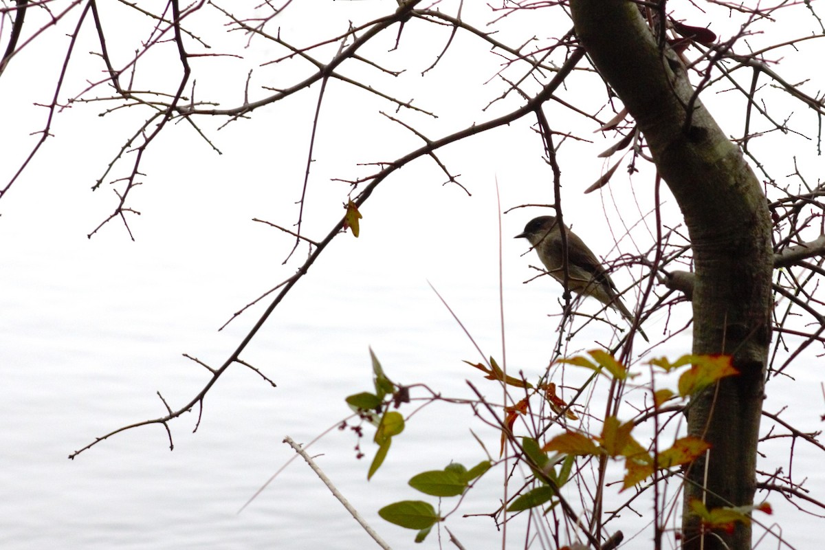 Eastern Phoebe - ML626793887