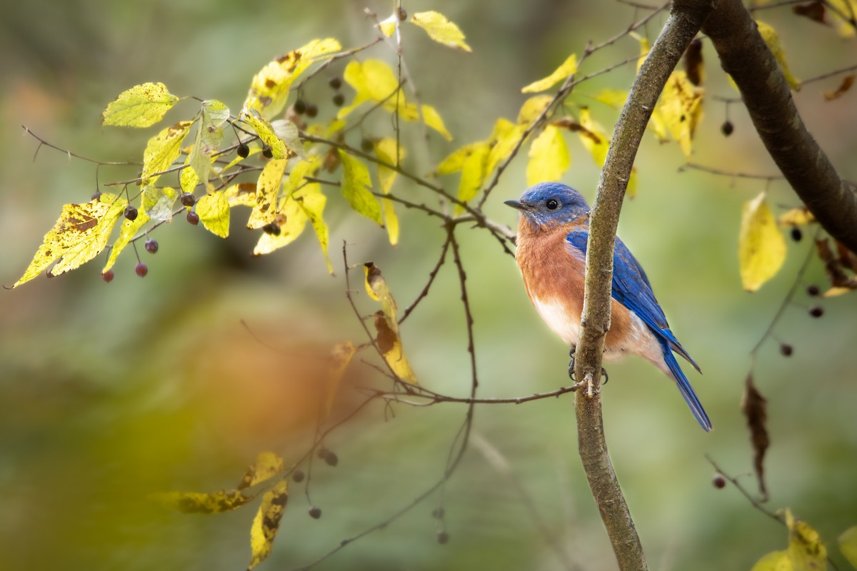 Eastern Bluebird - ML626793888