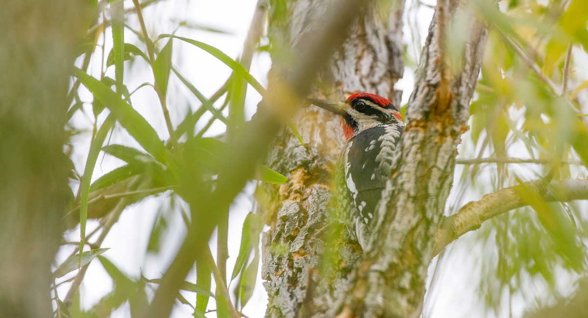 Red-naped Sapsucker - ML626793892