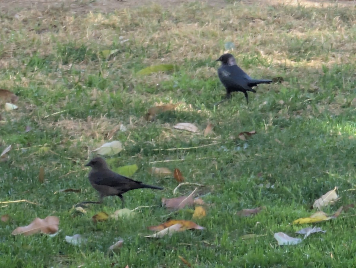 Brewer's Blackbird - ML626793893