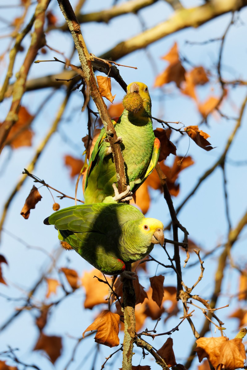 Yellow-headed Amazon - ML626793901