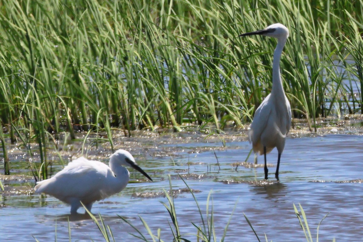 Little Egret - ML626793918