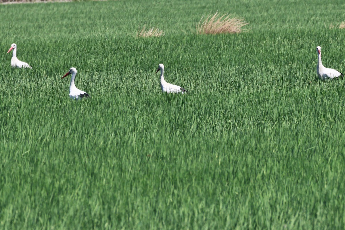 White Stork - ML626793923