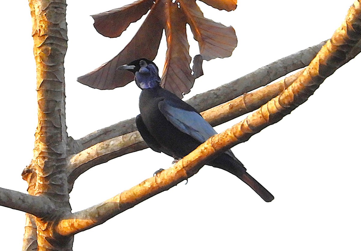 Bare-necked Fruitcrow - ML626793930