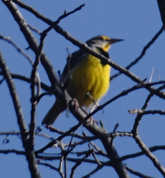 Eastern Meadowlark - ML626793932