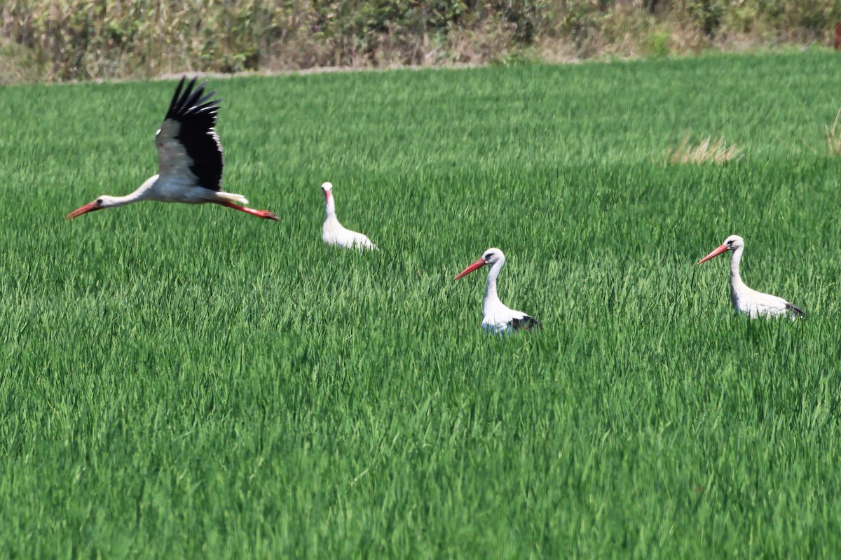 White Stork - ML626793933