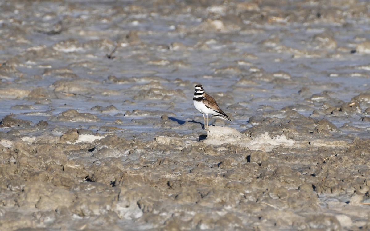 Killdeer - ML626793935