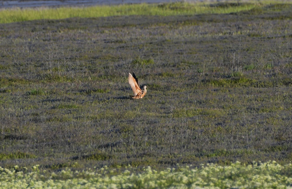 Long-billed Curlew - ML626793937