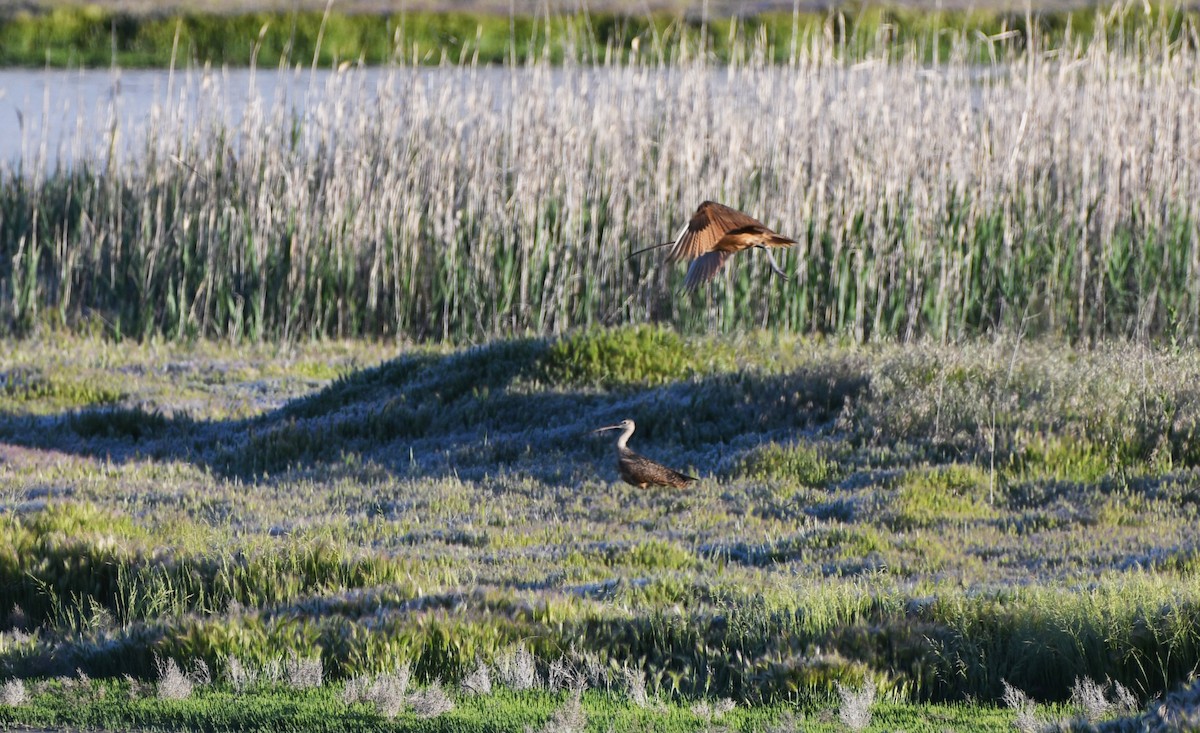 Long-billed Curlew - ML626793938