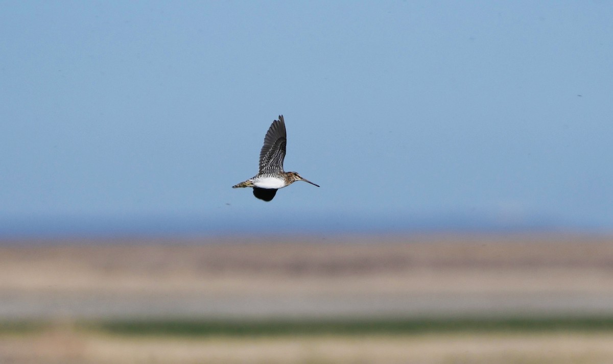 Wilson's Snipe - ML626793939