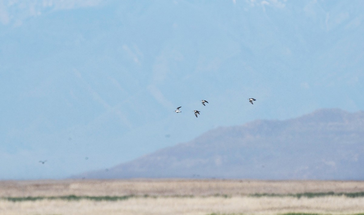 Wilson's Phalarope - ML626793942