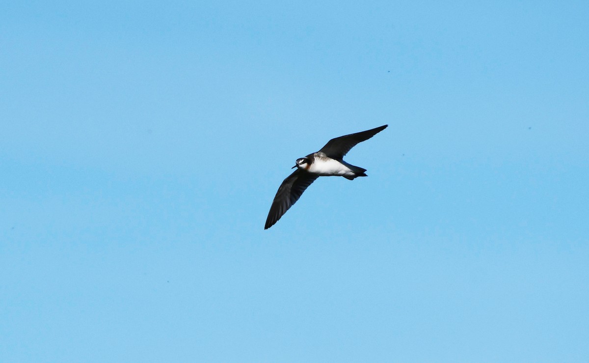 Wilson's Phalarope - ML626793943