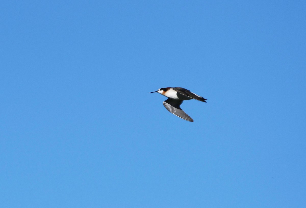 Wilson's Phalarope - ML626793944