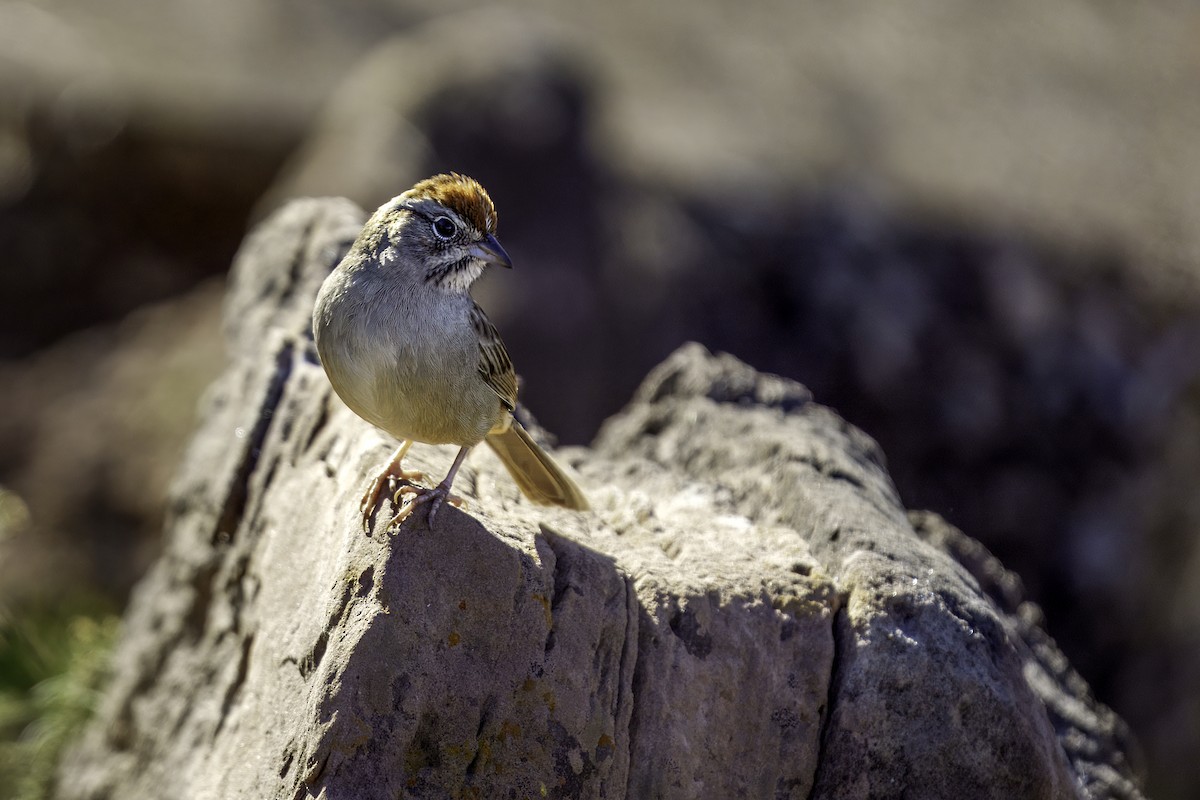 Rufous-crowned Sparrow - ML626793945