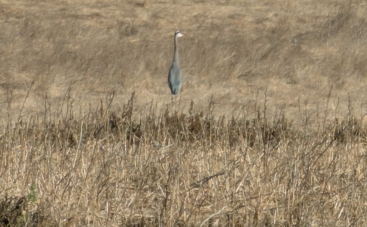 Great Blue Heron - ML626793946