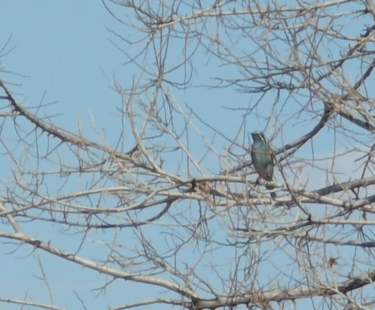 Mountain Bluebird - ML626793947