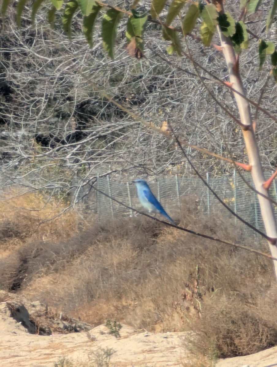 Mountain Bluebird - ML626793948