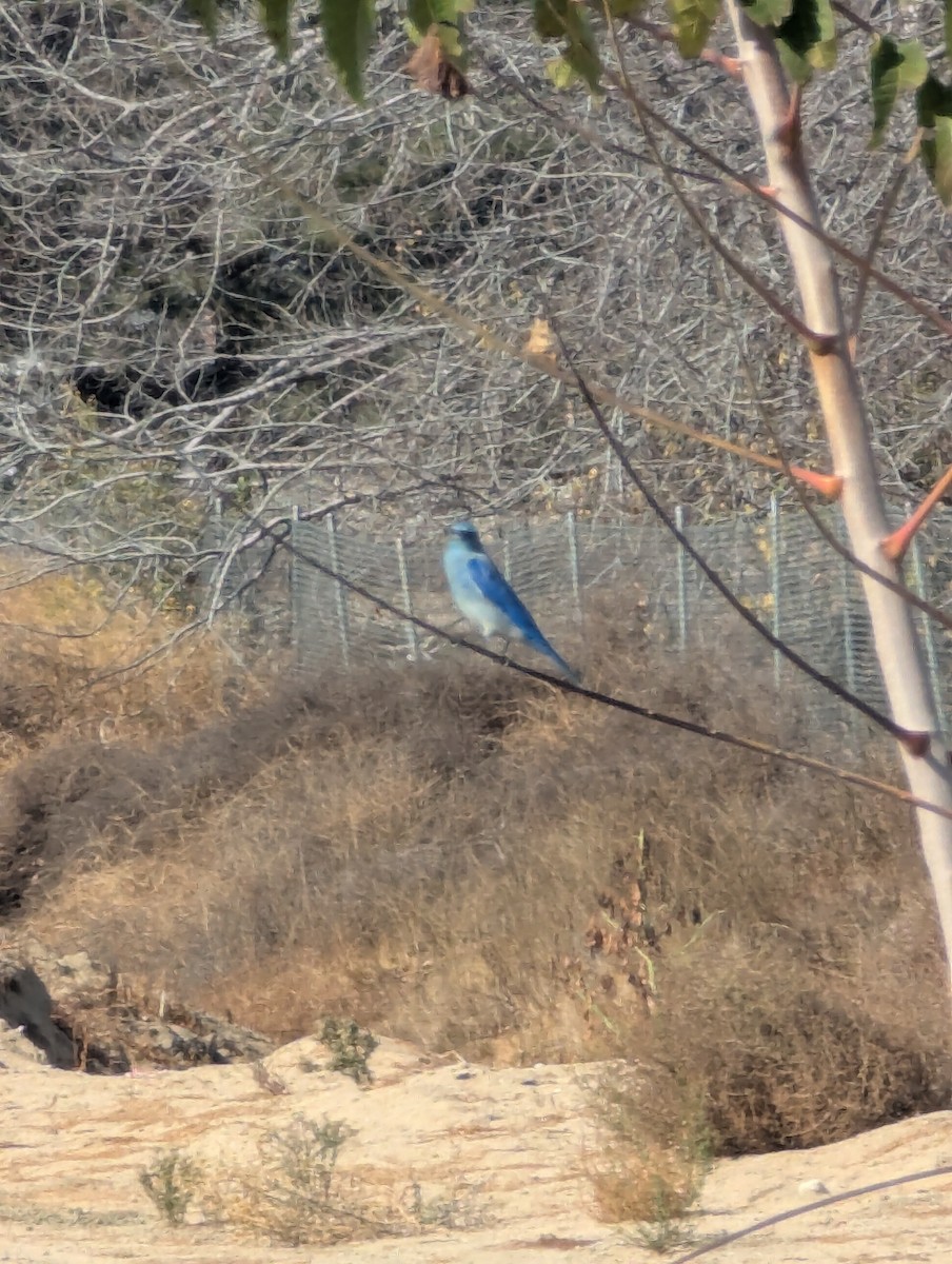 Mountain Bluebird - ML626793949