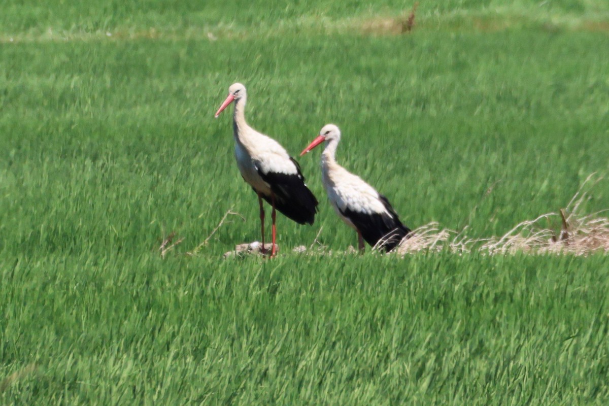 White Stork - ML626793950