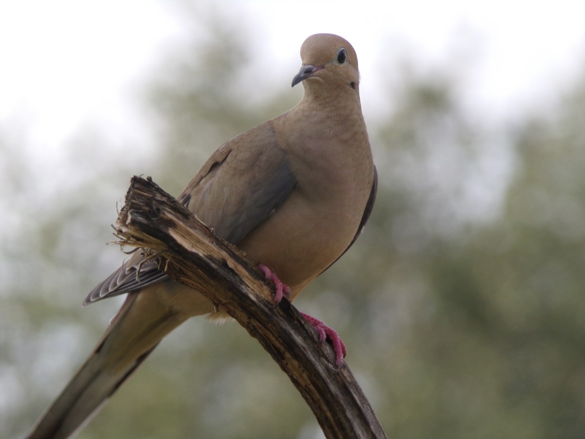 Mourning Dove - ML626793954