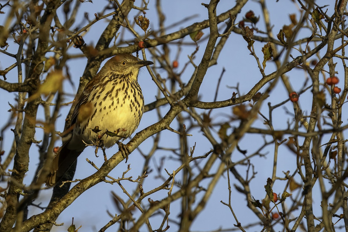 Brown Thrasher - ML626793956