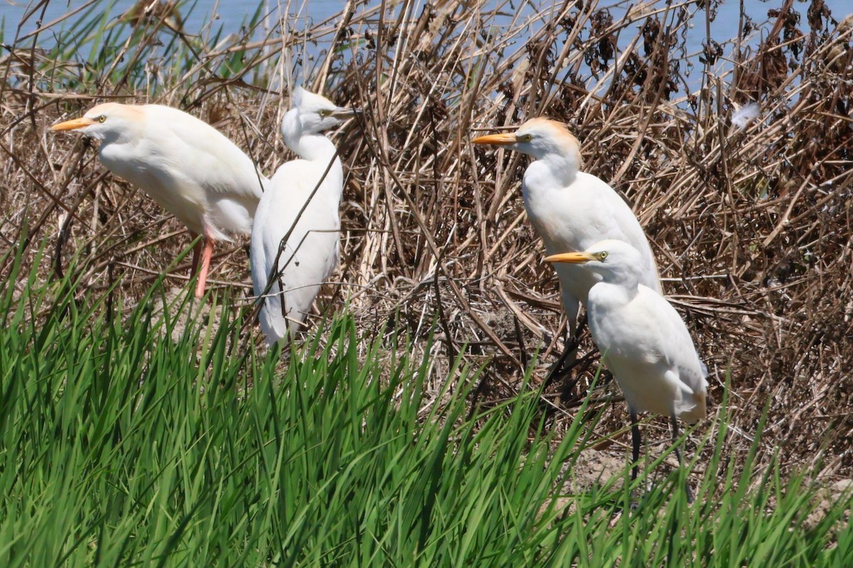 Western Cattle-Egret - ML626793961