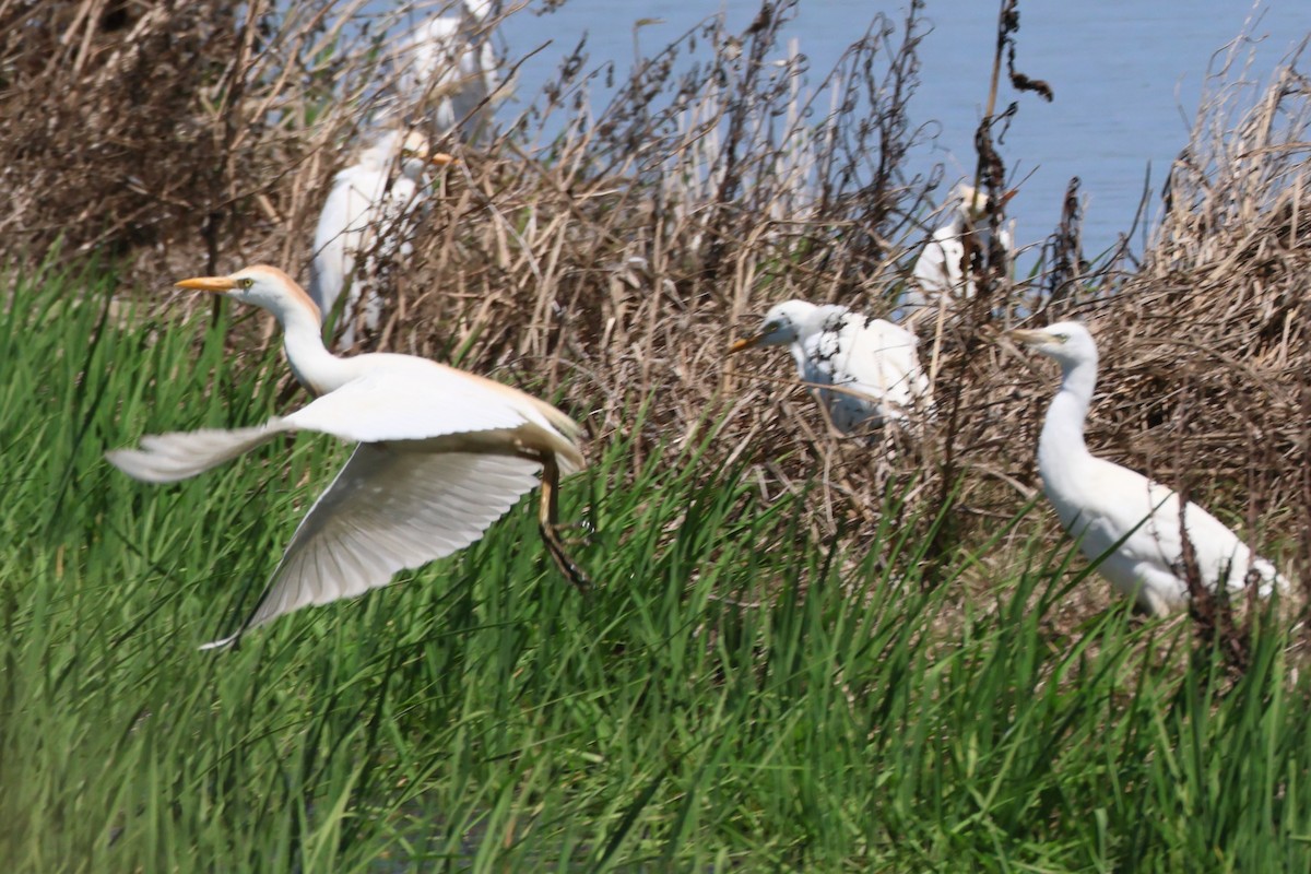 Western Cattle-Egret - ML626793962