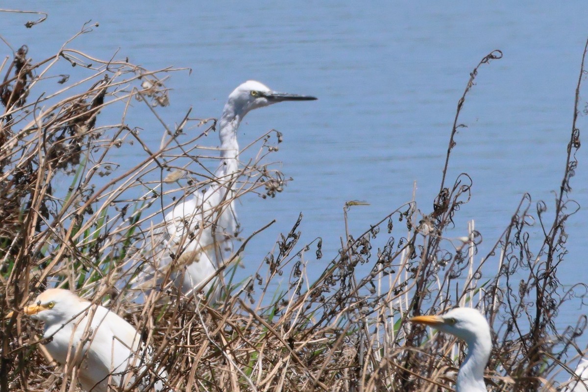 Little Egret - ML626793968