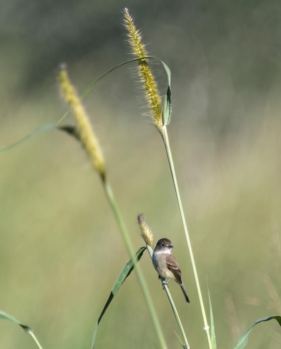 White-throated Flycatcher - ML626793974