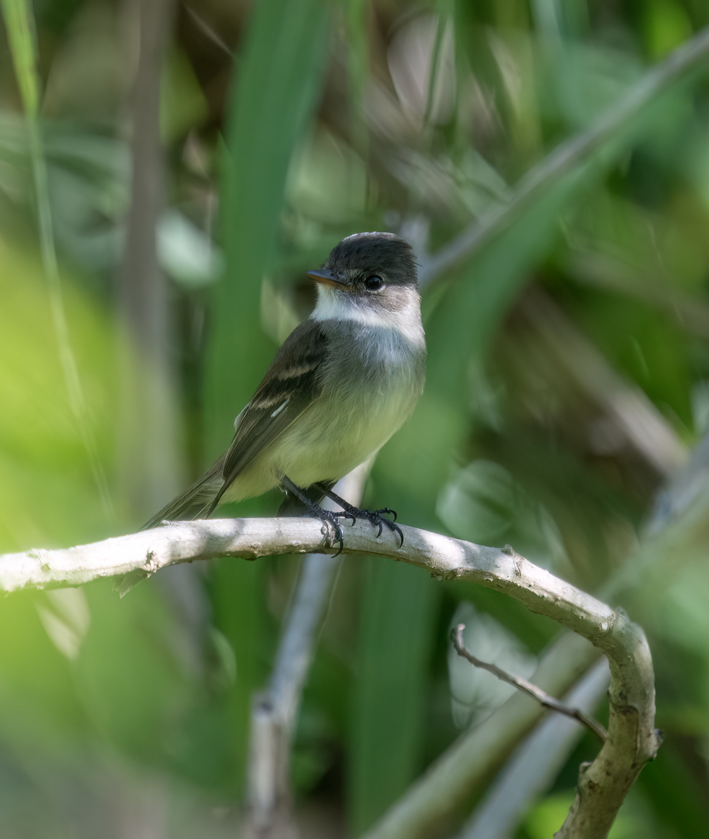 White-throated Flycatcher - ML626793989