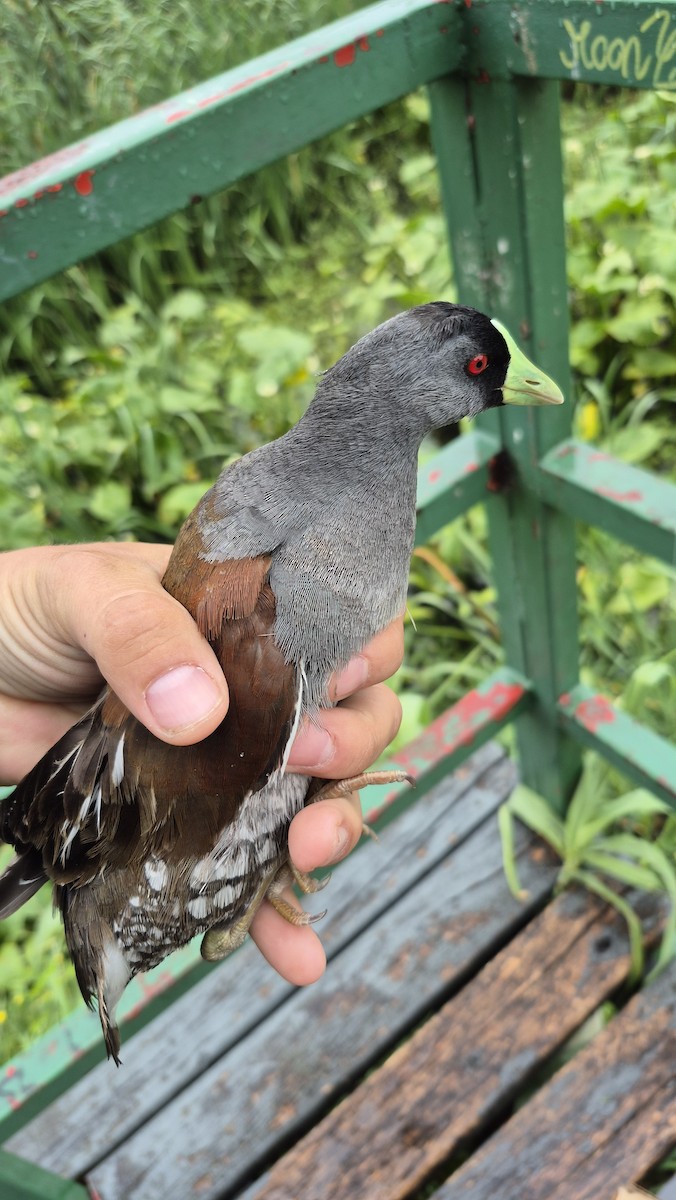 Spot-flanked Gallinule - ML626793994