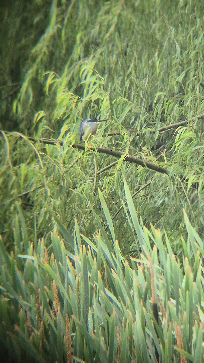 Striated Heron - ML626794003