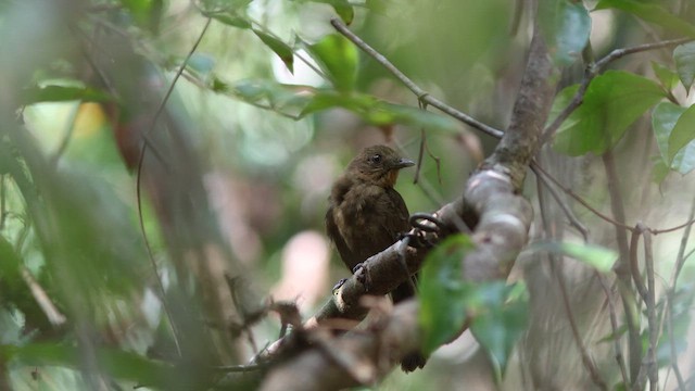 Brown-winged Schiffornis - ML626794061