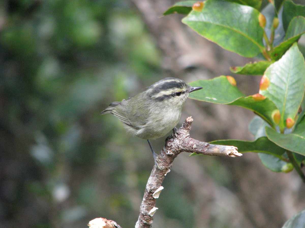 Mountain Leaf Warbler - ML626794089