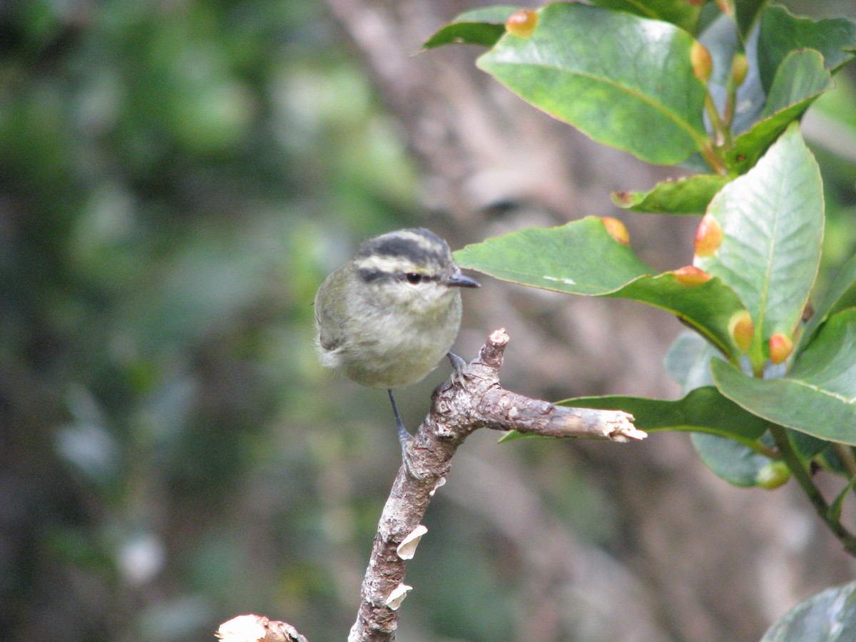 Mountain Leaf Warbler - ML626794090