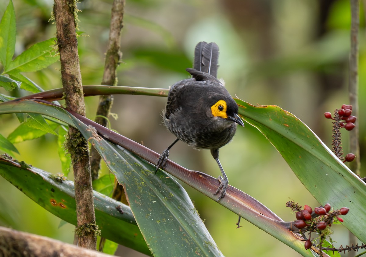 Smoky Honeyeater - ML626794098