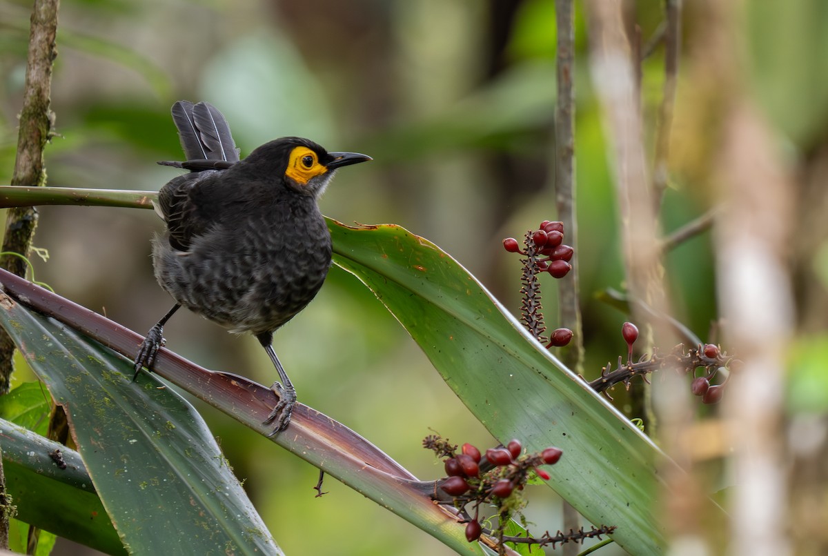 Smoky Honeyeater - ML626794099